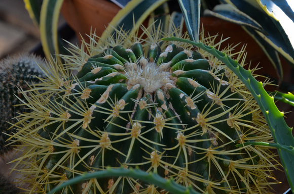 Cactus