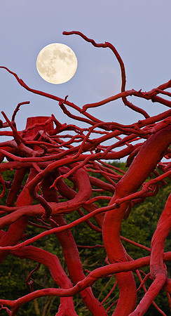 Steelroots and Full Moon