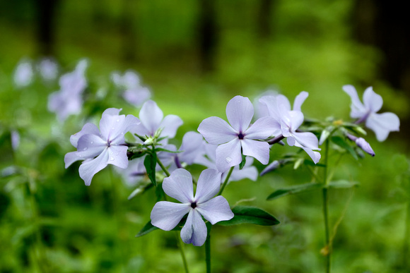 Spring Woodland Flowers 2022