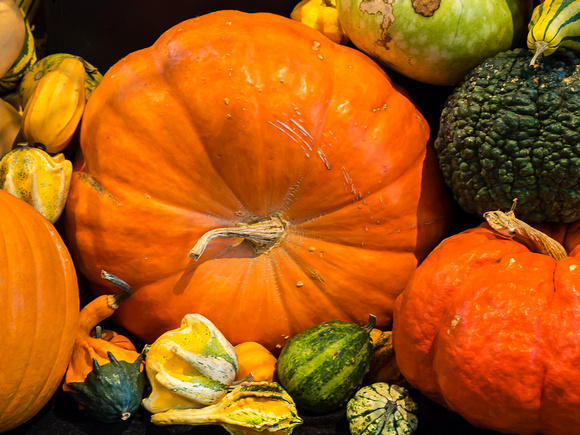 Pumpkin Palooza