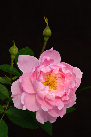 Rosa 66