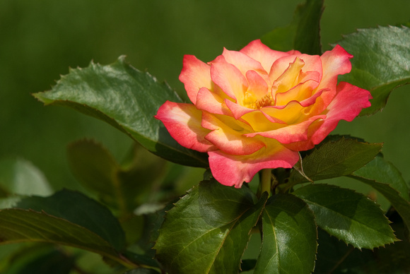 Rosa "Rainbow Sorbet" the Rose Garden