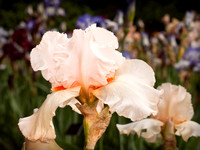 Iris Garden