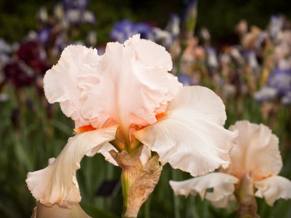 Tall Bearded Iris
