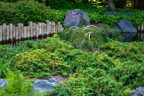 JapaneseGarden_Todd Mulvihil_1325