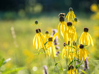Prairie Natives
