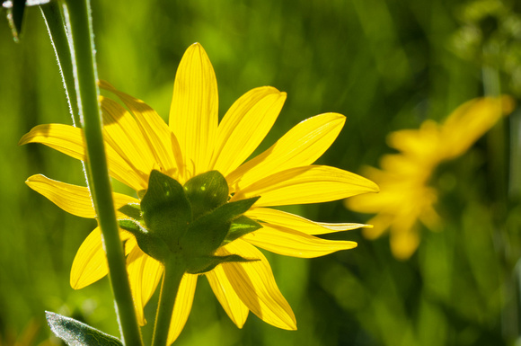Wholeleaf Rosinweed