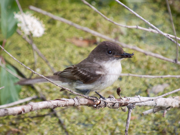 Eastern Phoebe