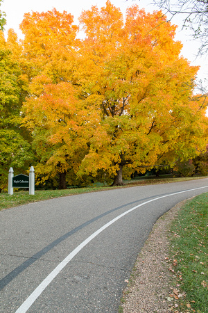 Maple Collection Color