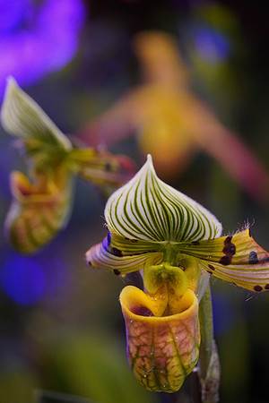 FlowerShowOpeningNightLadySlipper2024_BonnieRonning.08