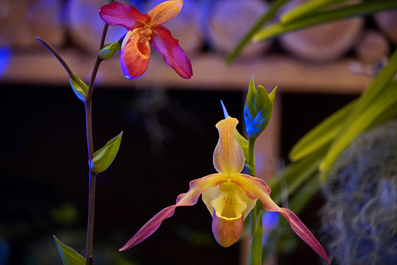 FlowerShowOpeningNightOrchids2024_BonnieRonning.07