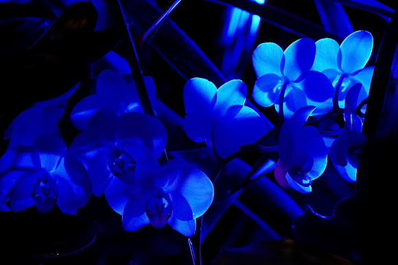 FlowerShowOpeningNight2024Conservatory_BonnieRonning.00