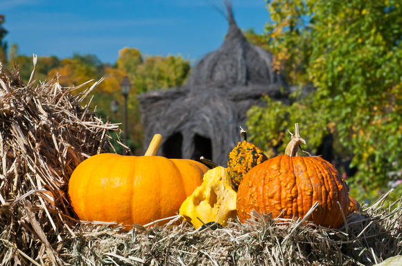 Pumpkins and Gourds