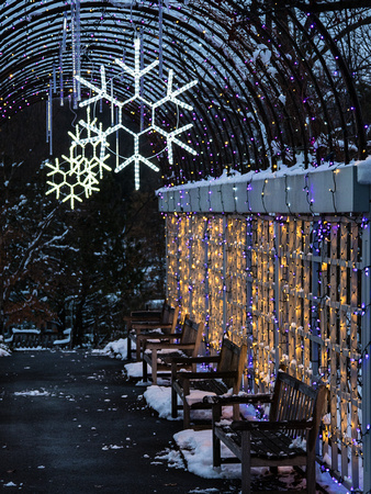 Winter Lights