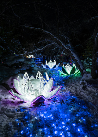 Winter Lights
