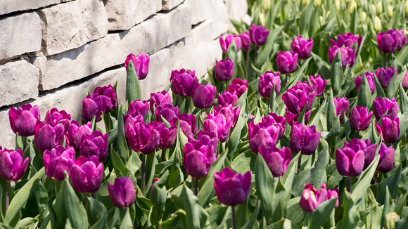 Tulip Garden