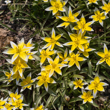 Tulipa