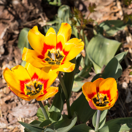 Tulipa
