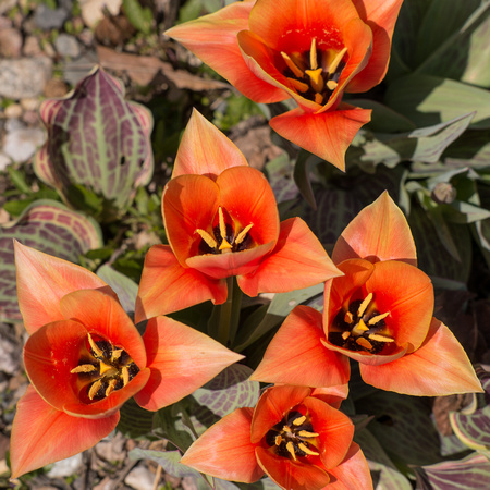 Tulipa