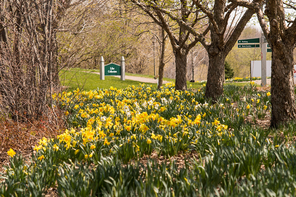 Daffodils