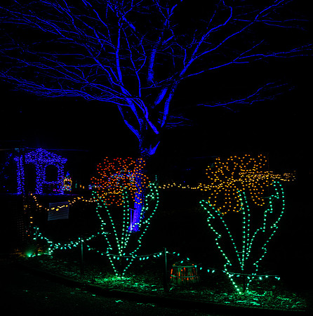 2020 Winter Lights
