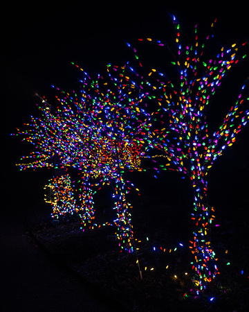 2020 Winter Lights