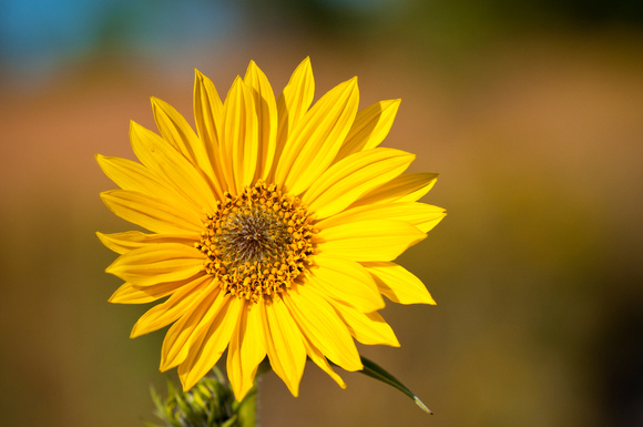 Sunflower in Prairie