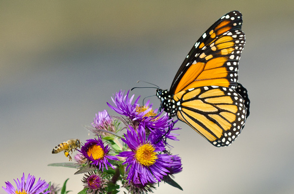 Monarch on Purple Dome Aster
