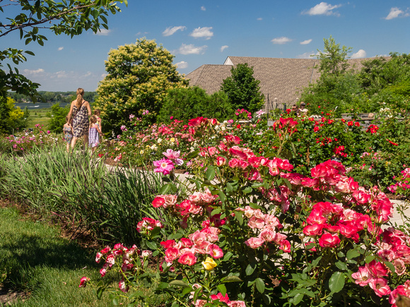 Rose Walk in Mid Summer