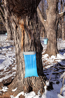 2024 Maple Fest (REQUEST-18)