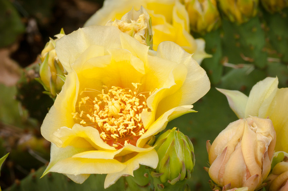 Flowering Prickly Pear cactus