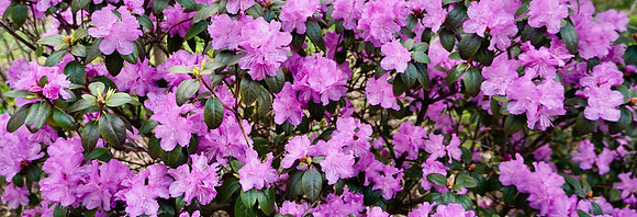 JPMRhododendron2024_BonnieRonning.03