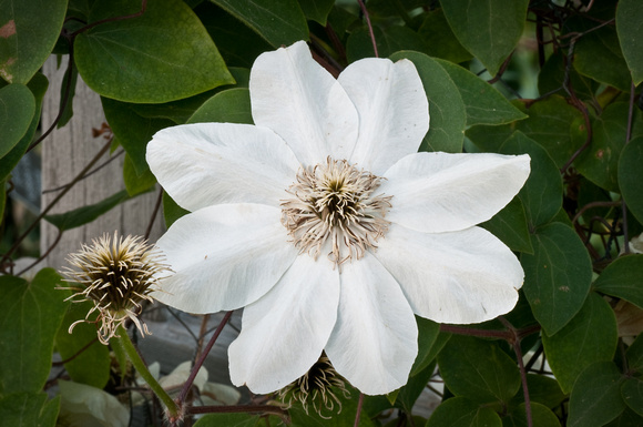 'Guernsey Cream' Vase Vine flower