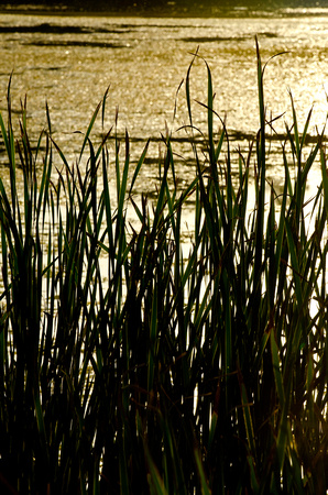 Cattails on the Bogwalk