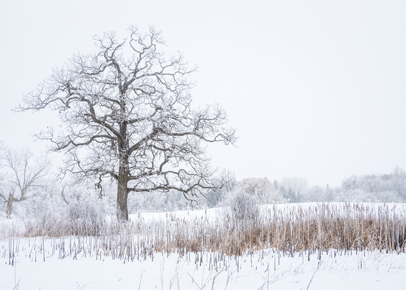 Prairie Oak