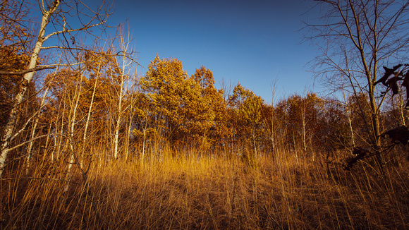 Fall at Spring Peeper Meadow 2020