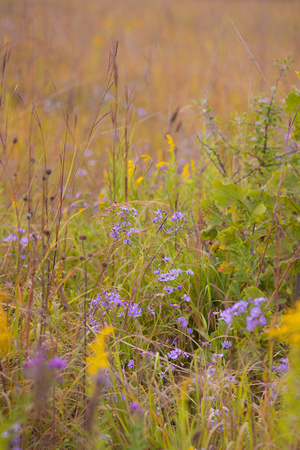 Fall at Spring Peeper Meadow 2020
