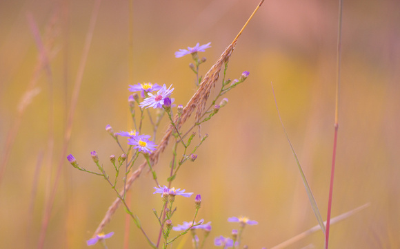 Fall at Spring Peeper Meadow 2020