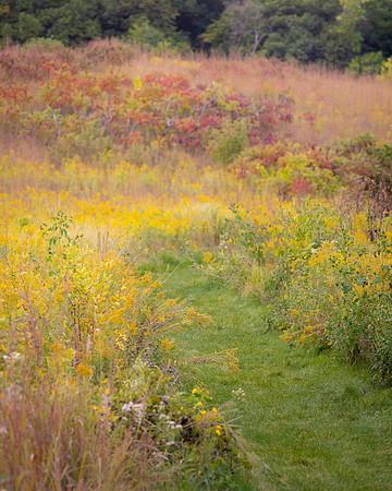Fall at Spring Peeper Meadow 2020