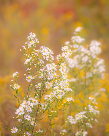 Fall at Spring Peeper Meadow 2020