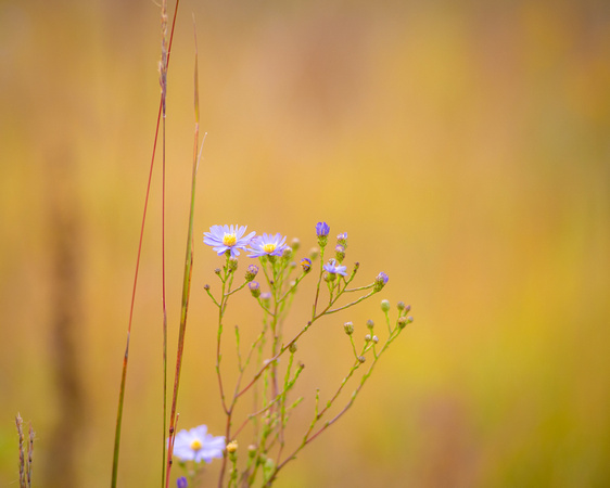 Fall at Spring Peeper Meadow 2020