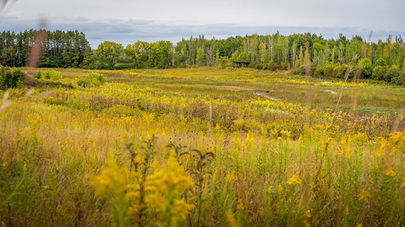 Fall at Spring Peeper Meadow 2020