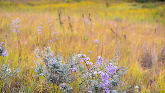 Fall at Spring Peeper Meadow 2020