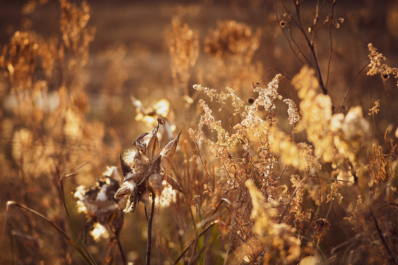 Fall at Spring Peeper Meadow 2020