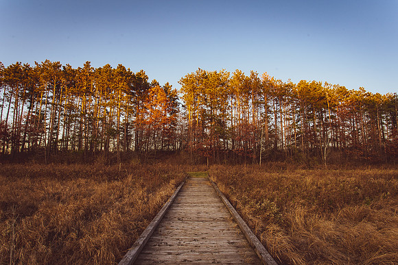 Fall at Spring Peeper Meadow 2020