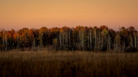 Spring Peeper Meadow