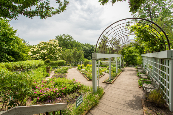 Arb Summer Gardens 2020
