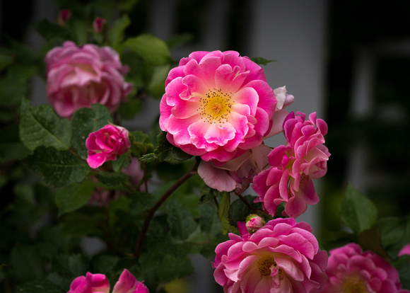 Arb Summer Gardens 2020