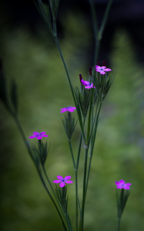 Arb Summer Gardens 2020