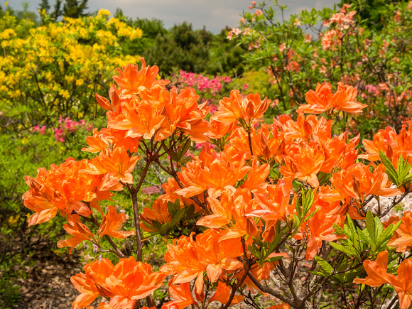 Flowering Azaleas